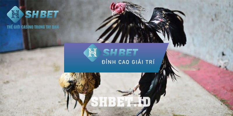 Tỷ lệ cược BDD - Cách xem tỷ lệ cược đá gà cơ bản nhất