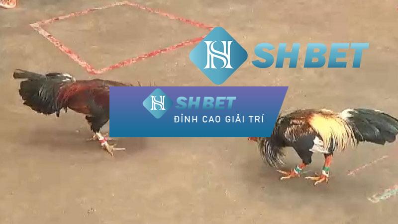 Chơi đá gà sự thúc đẩy kịch tính - đá gà S128