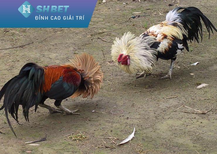 chơi đá gà Có uy tín trực tuyến tại shbet